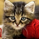 La boutique de chatoune 85