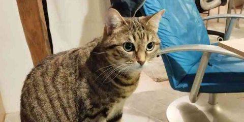 Photo de mon chat