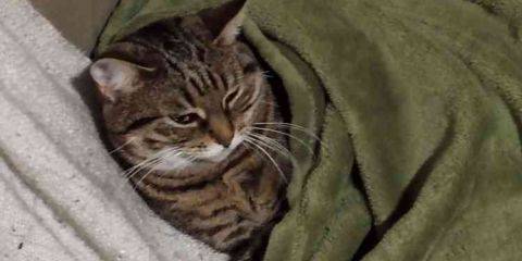 Photo de mon chat