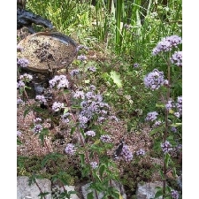 10 graines de Cerfeuil Musqué Perpétuel Myrrhis Odorata H464 SWEET CICELY SEEDS