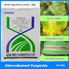 Fongicide à base de chlorotalonil pour plantes traitement de multiples maladies pour maison et jardin 80g